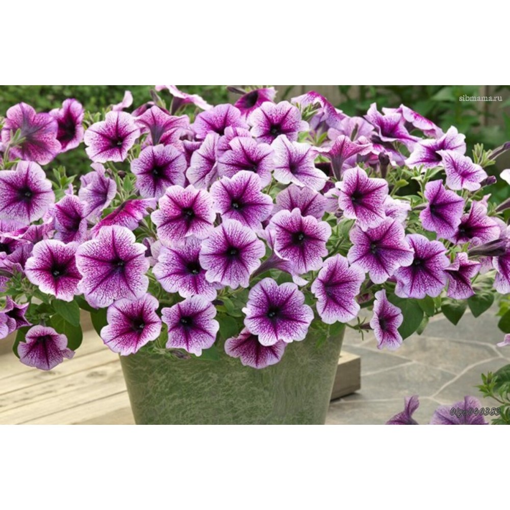 Петуния Petunia Galaxy Lilac 128