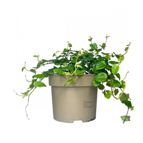 Ficus Radicans Green	( Фикус Радиканс Грин )