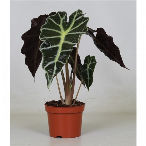 Alocasia Polly ( Алоказия Полли )