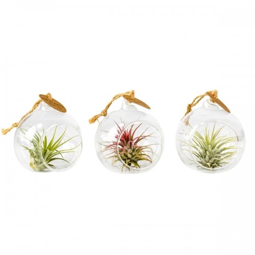 Tillandsia Glas Hangbol Mini	( Тиландсия в шаре )