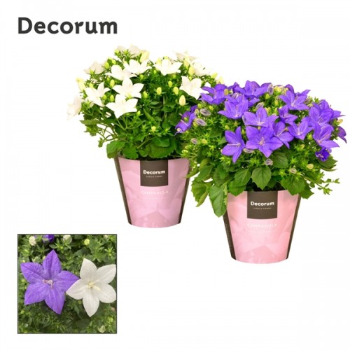 Campanula Iso Blue-white Mix (decorum)	( Кампанула Исо Блю-Вайт микс )