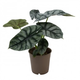 Alocasia Silver Dragon ( Алоказия Сильвер Драгон )