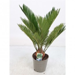 Cycas Revoluta 9+	( Цикас Револта )