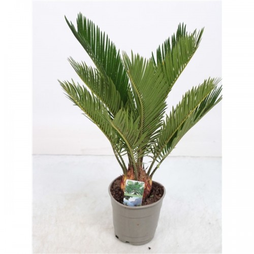 Cycas Revoluta 9+	( Цикас Револта )