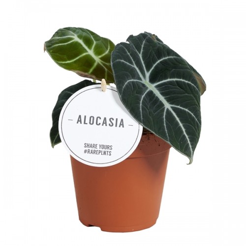 Alocasia Black Velvet	( Алоказия Блэк Вельвет )