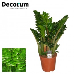 Zamioculcas Zenzi 3+ (decorum)	( Замиакулькас Зензи )