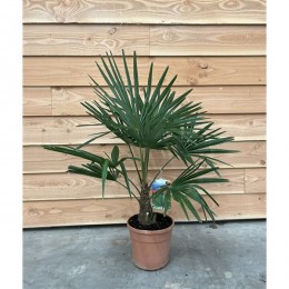 Trachycarpus Fortunei	( Трахикарпус Форчуна )