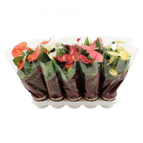 Anthurium 4 Color Mix 5+ In Couture	( Антуриум микс 4 цвета )