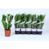 Zamioculcas 3+	( Замиакулькас )