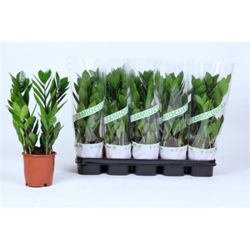 Zamioculcas 3+	( Замиакулькас )