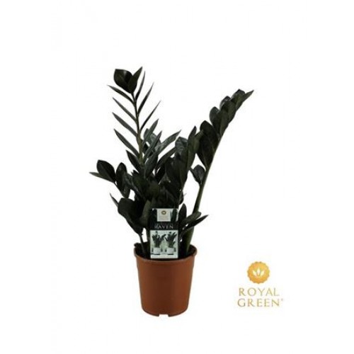 Zamioculcas Raven 3+	(Замиакулькас Равен )